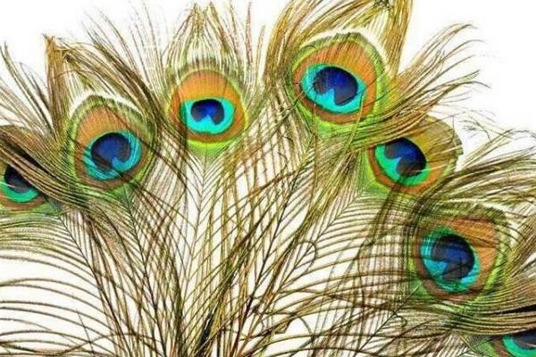 我国清朝的高级官员用孔雀翎毛做官帽的装饰品,称为花翎,有一眼,二眼