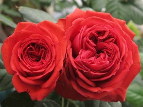 喜欢菊花,不如养盆"月季珍品"快乐钢琴,深鲑鱼粉,色调美观