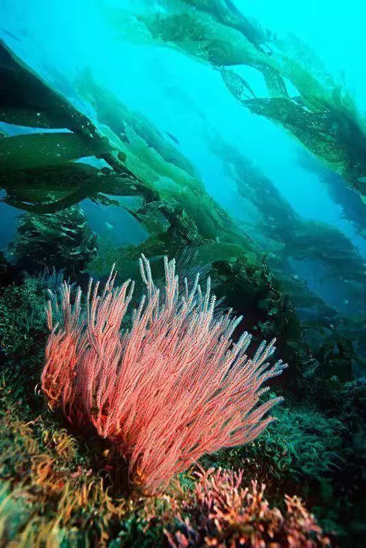 深海美丽伊谷草