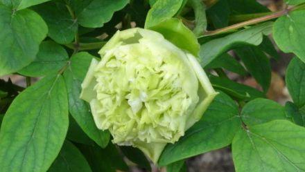 家里养花,就养"绿色牡丹"春柳,花开花朵会变色,清新明快