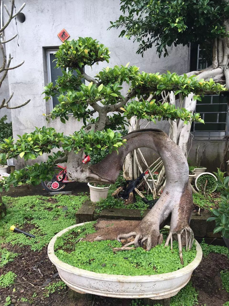 野外不起眼的3种树栽进花盆做盆景越养越值钱