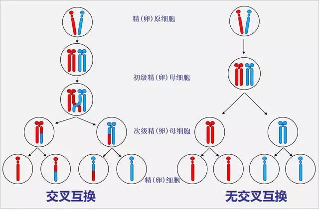 交叉互换产生配子图解图片