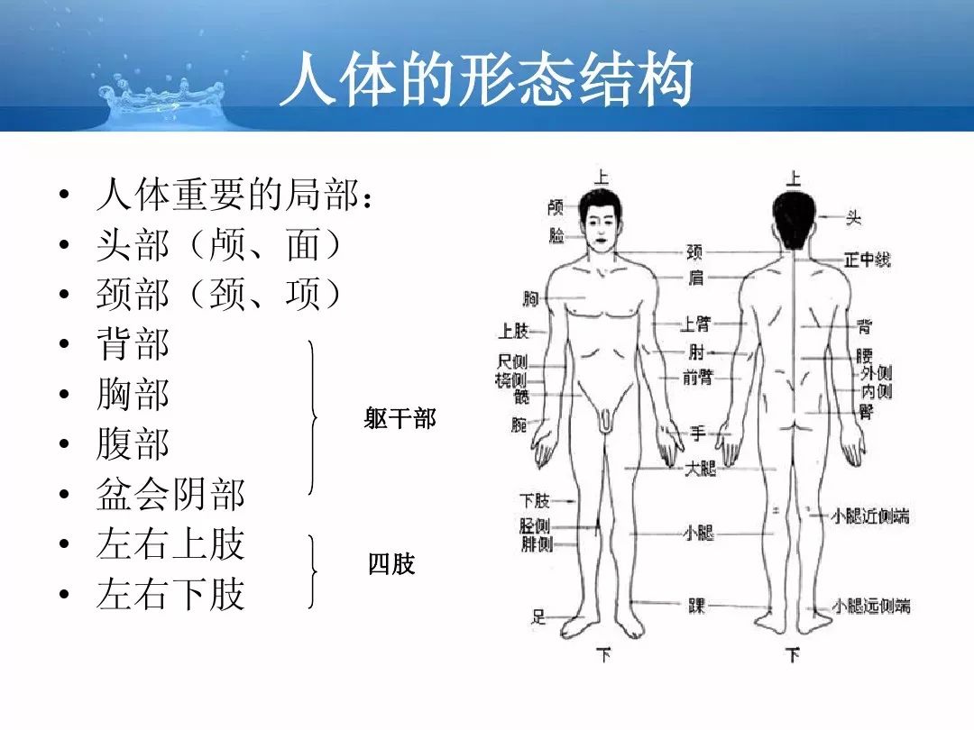 认识人体正常图片