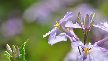 是早春季节最常见的野花之一,又名诸葛菜