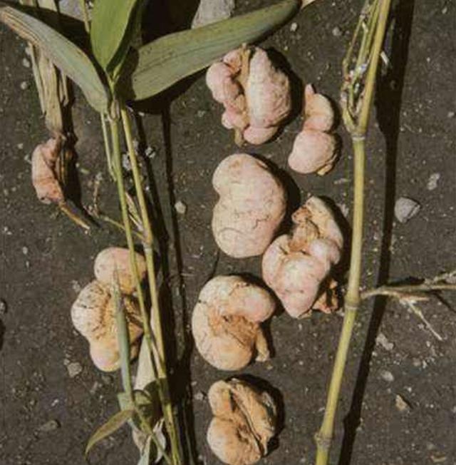 1种"块状物质",被称为"竹黄",竹子上有不少,殊不知珍贵