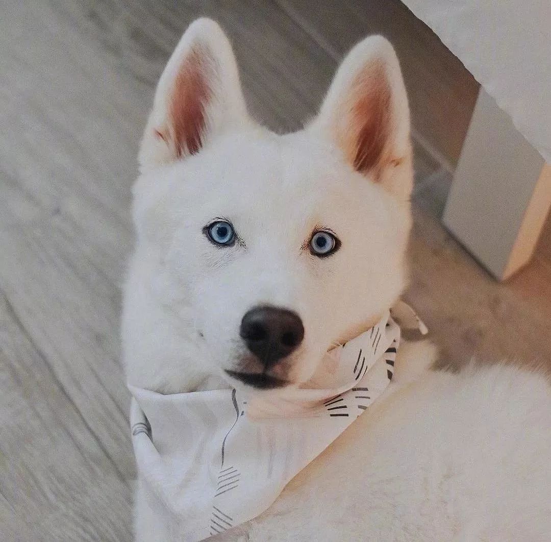 网友晒白色哈士奇,真的有被帅到啊!