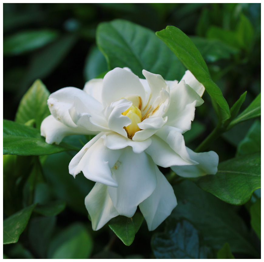 生肖属牛人2020婚恋运势