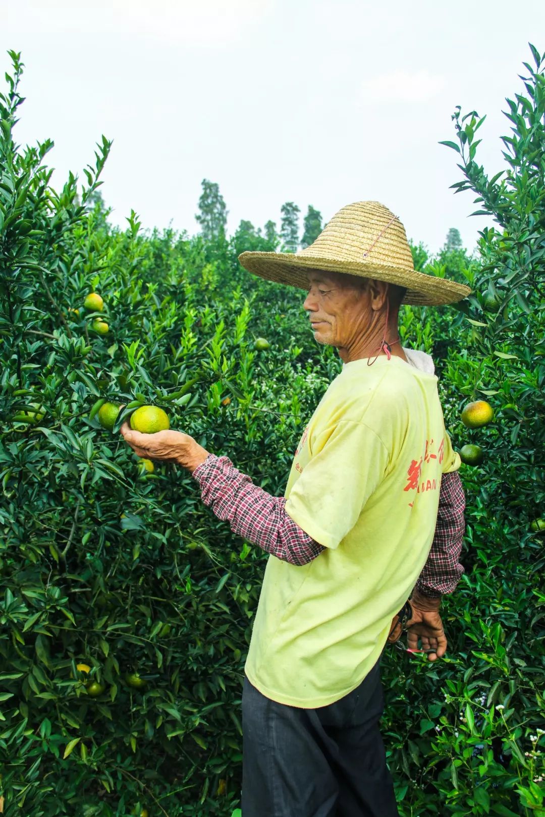 以自有正宗新会柑种植基地为依托,实施陈皮生产过程控制,从而实现了从
