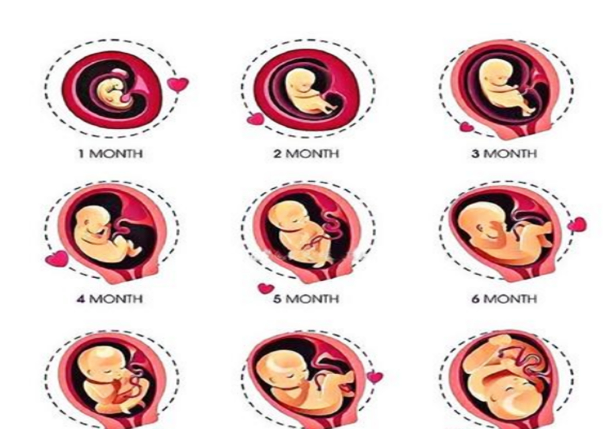 孕囊到器官生长完整,需要42周的时间,不同的周期里,宝宝的发育情况都