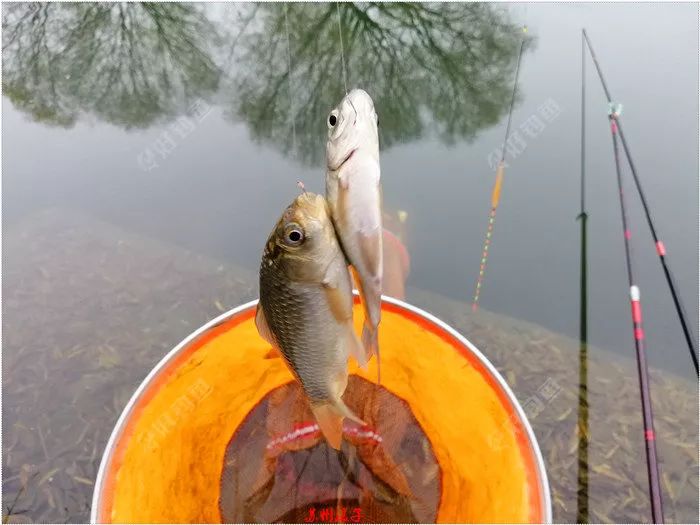 2019收官之战:上午求鱼,下午求大