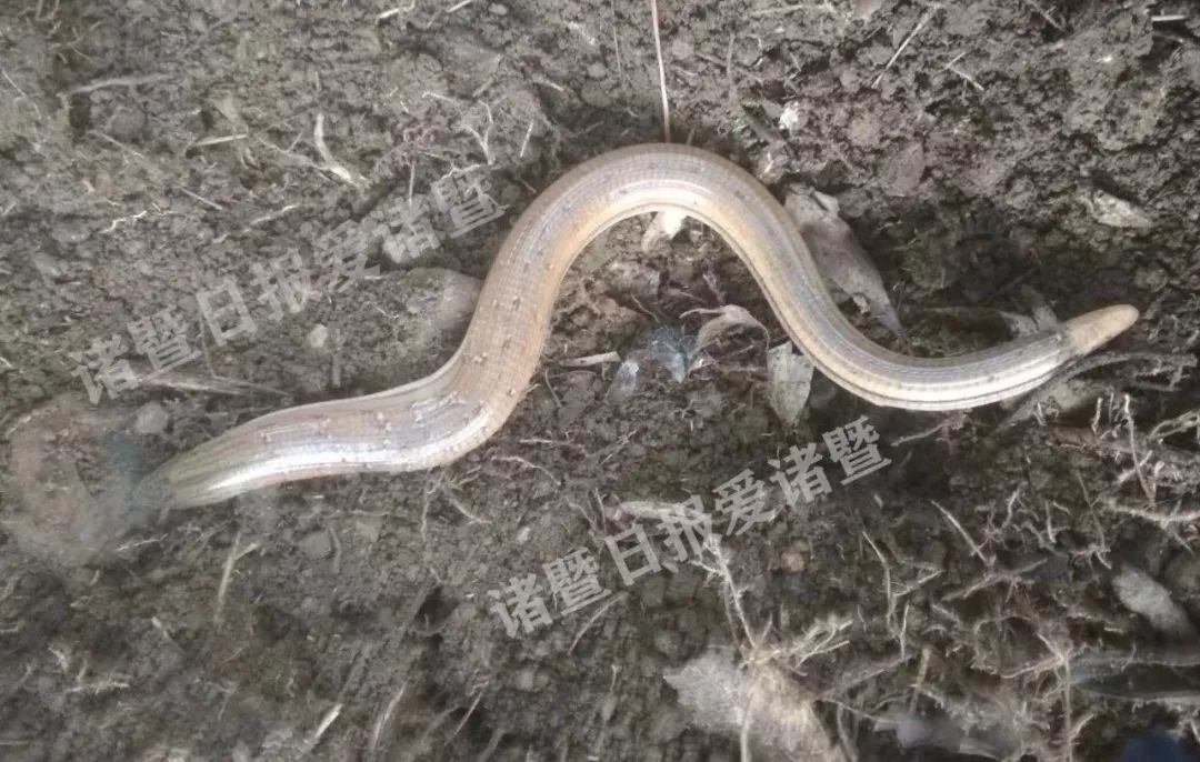 不是蛇!竟然是濒危动物!
