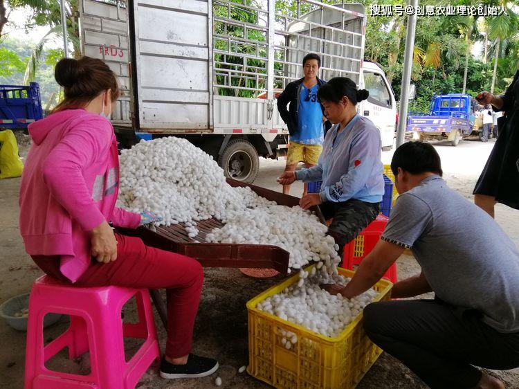 创意农业头条推荐丨中国农村创意榜样伍和平我的2019