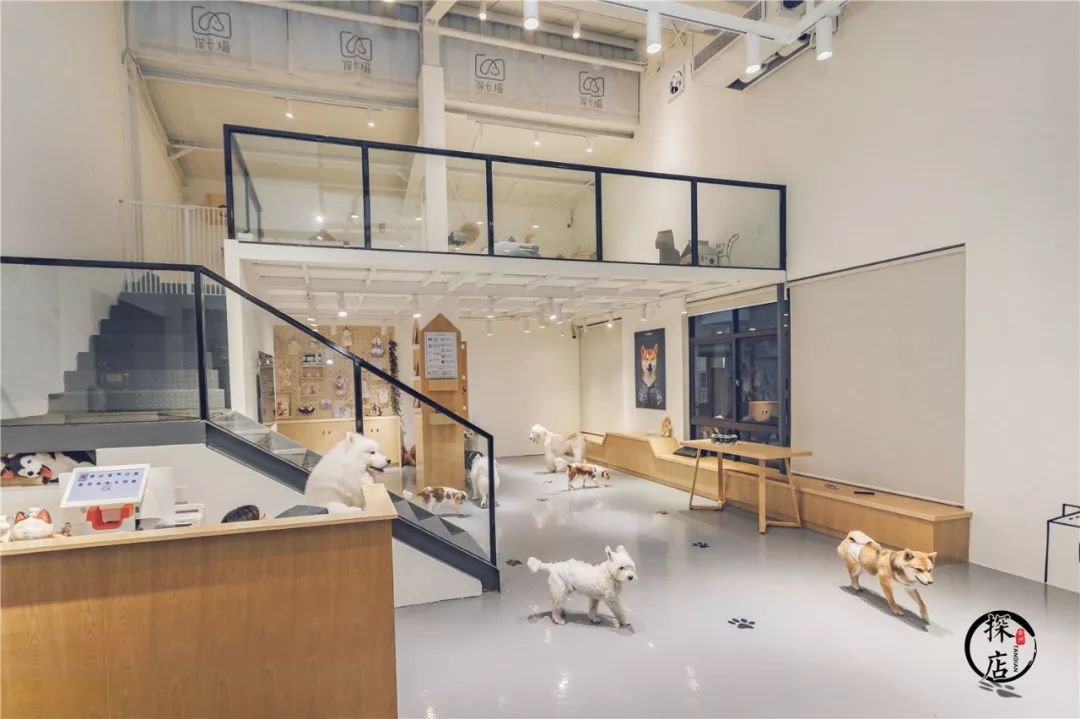 萌到心颠火爆日韩的萌宠馆台州也有了宠物摄影撸猫撸狗宠物派对各种