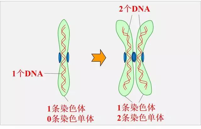 同源染色体的图解图片