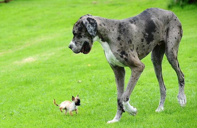 一般狗狗的寿命在10-14岁之间,但狗狗具体能活多久,也是看狗狗的品种.