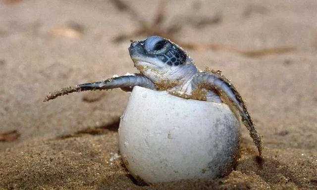 宿舍风采 为什么海龟上岸生蛋时会流泪 难道它感到痛苦 榕五301 盐分