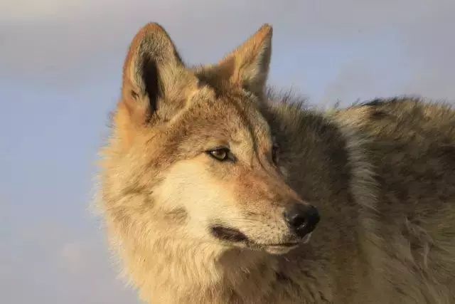 并助它重返狼群,4年后见到它全家,也因此看到人性最贪婪的一幕_格林