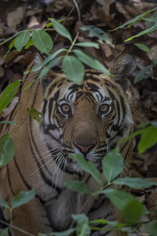 野生动物摄影师2019年佳作频出,定格多种猫科动物生活的精彩瞬间