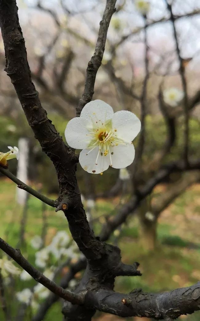 年年相见年年好,转觉梅花是故人.