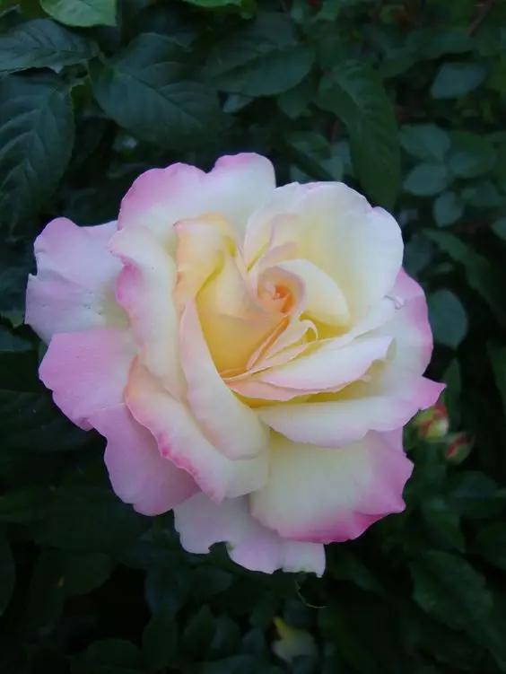 "至爱之花",玫瑰花