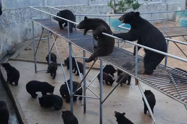 报名时交于旅行社】归真堂生物园 归真堂亚洲黑熊养殖基地,它是