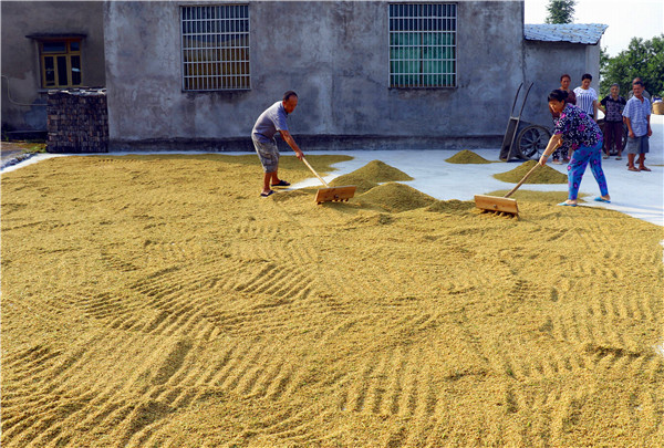 诺基尔寒地水稻高产播种前你需要做的准备工作元旦快乐
