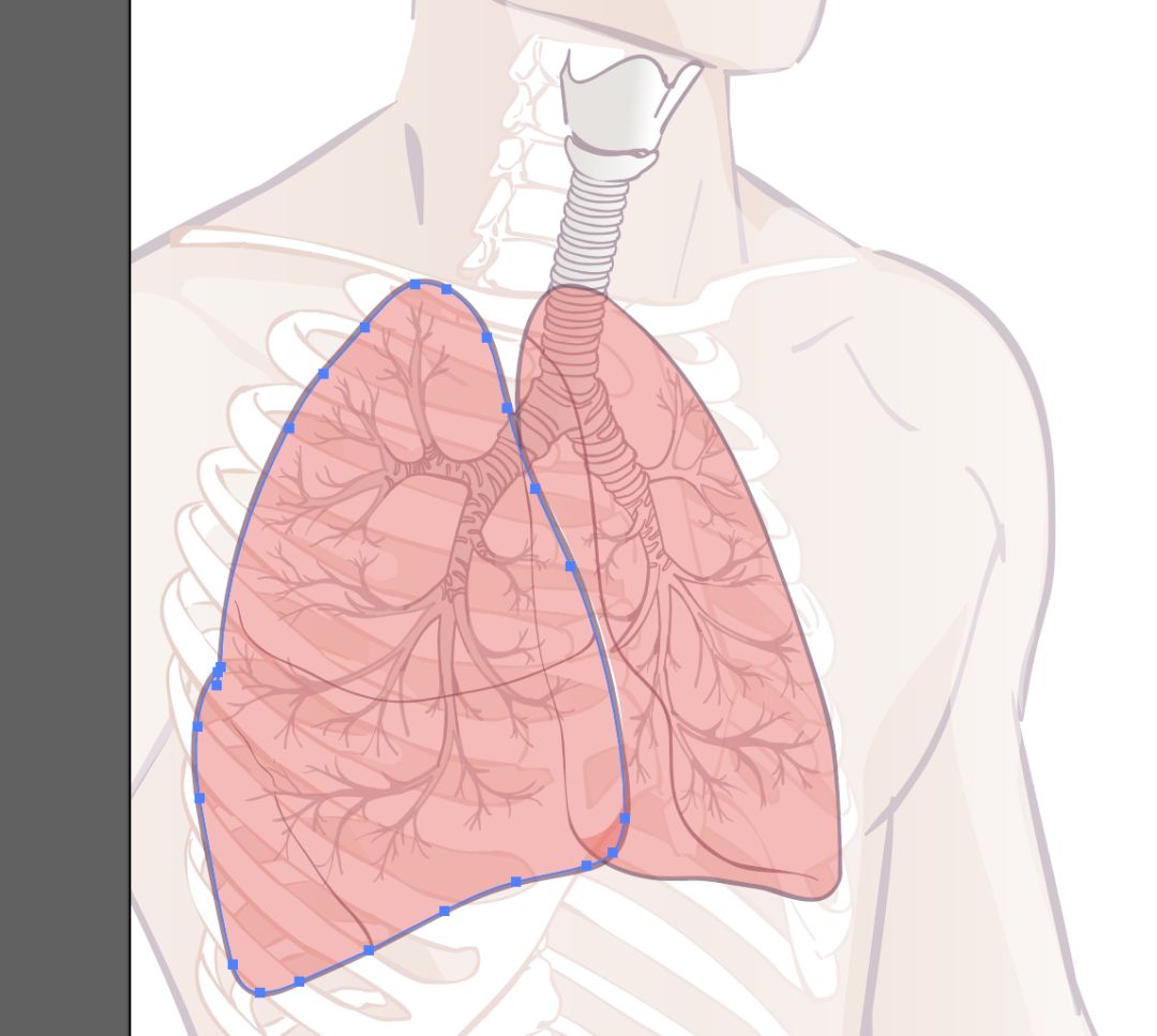勾勒出肺部轮廓进行填色选择钢笔工具透明度设置60%画出气管分支继续