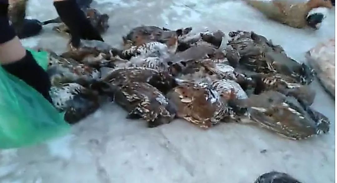 鹰(死体)2只,野鸡1只,狍子(死体)5只,野猪(死体)1只.