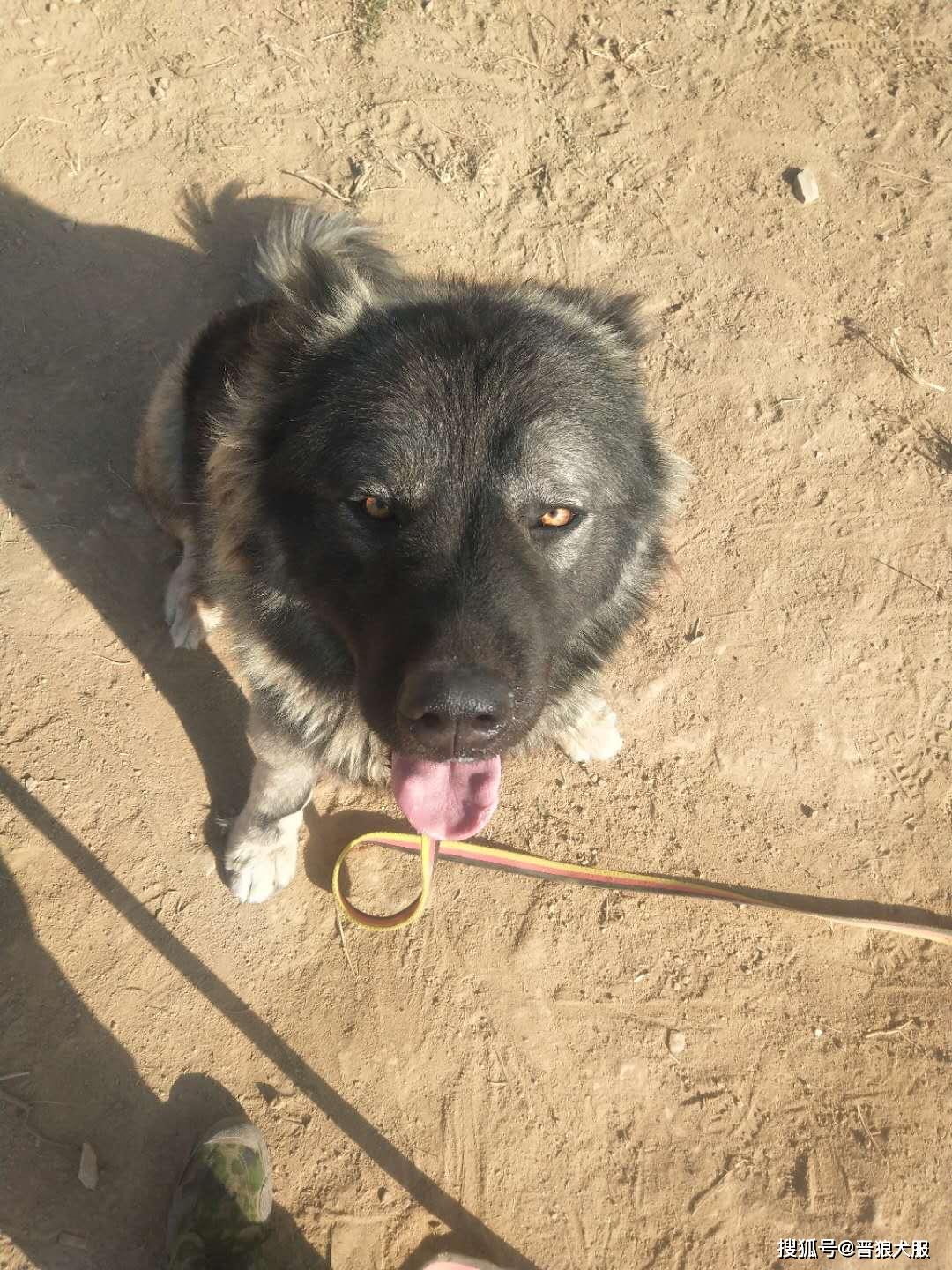 一代天骄高加索真正的大型猛犬巡逻护卫中的高高手