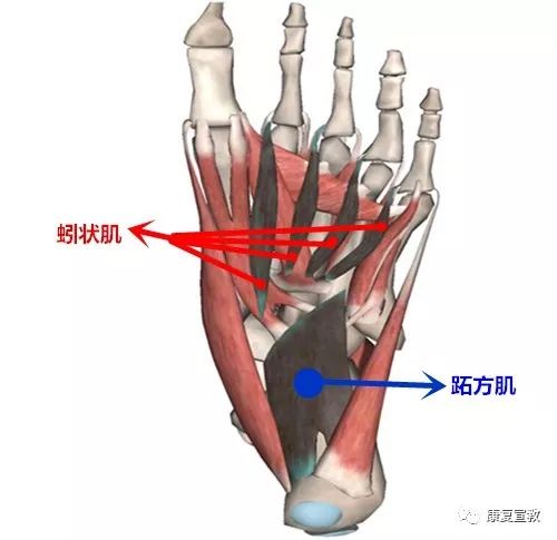 康复课堂 足内肌解剖与生物力学知识分享