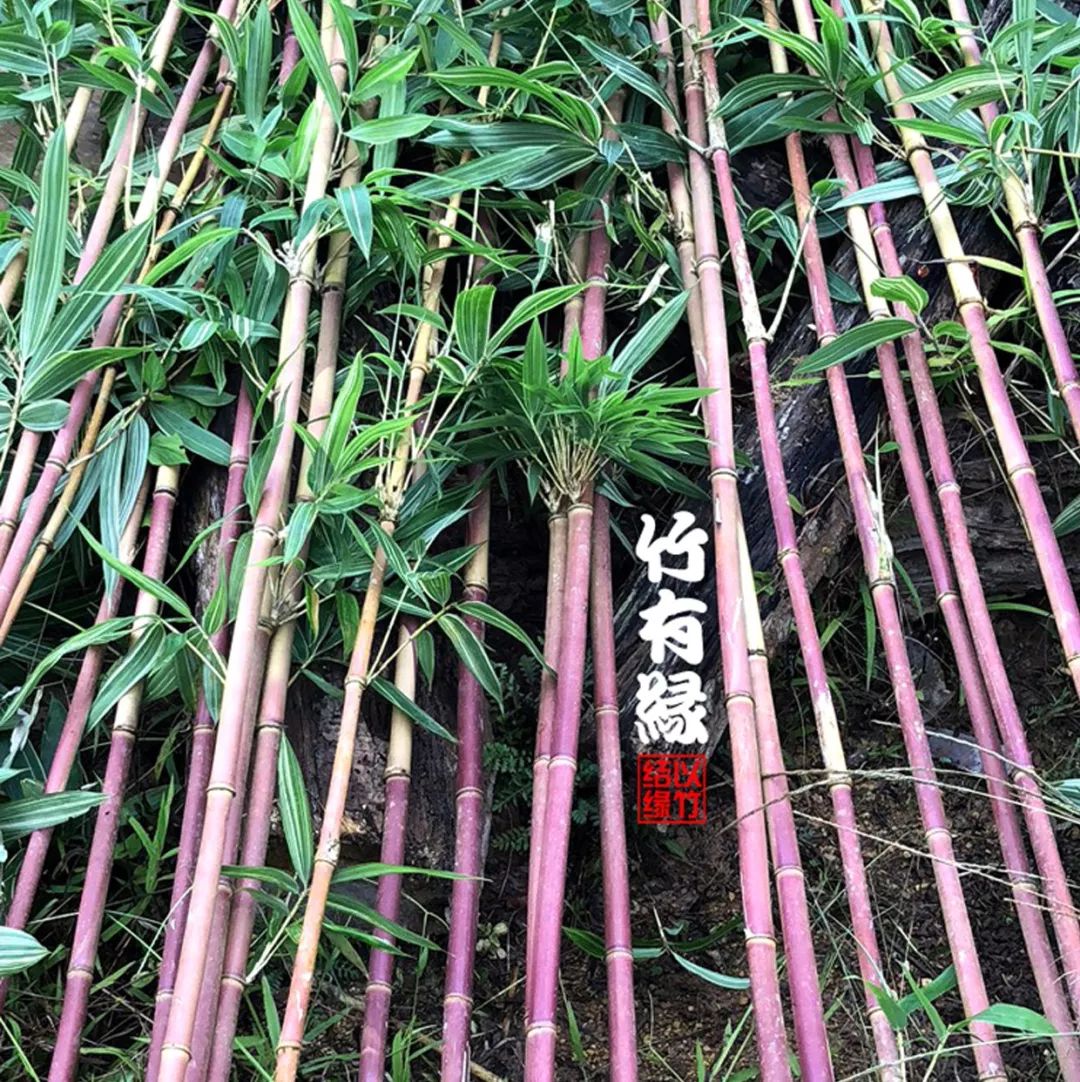 红宝竹,红竹图片大全_大山谷图库