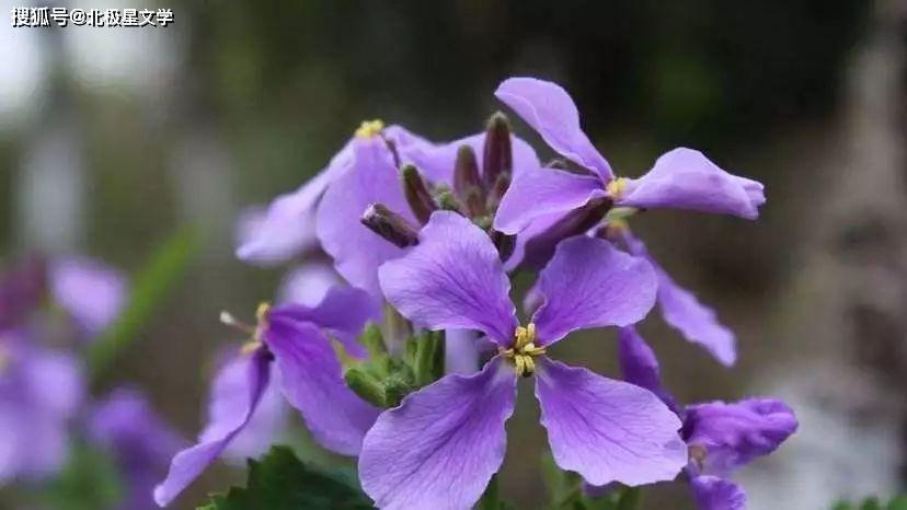 叫我"老兰"的好象只有两个人,一个是乡下穆晓禾,一个是古柳.