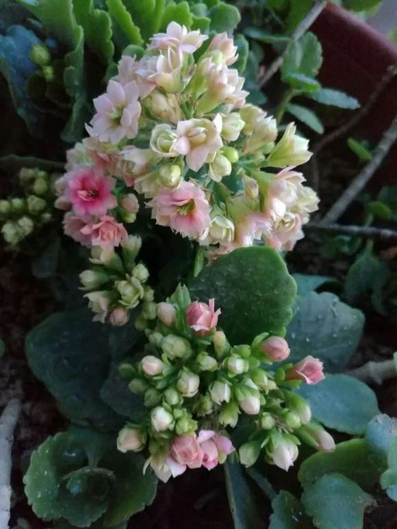 惊艳长寿花风花雪月开花了清新而淡雅