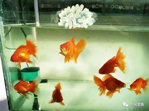 比忘记喂鱼还严重的事 你却每天还在做吗 水温