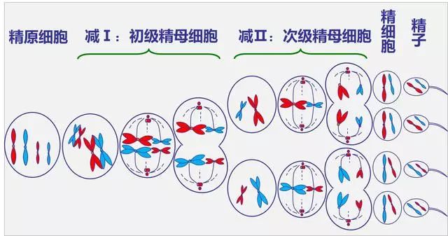 一首诗教你高层次学习 减数分裂 同源