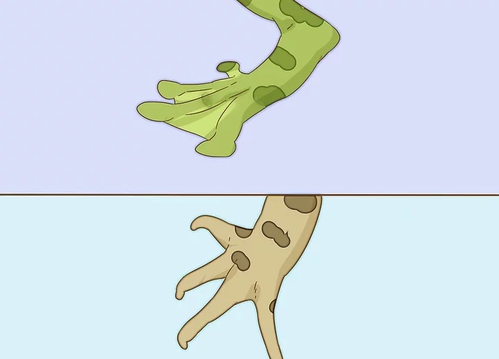如何区分青蛙和蟾蜍