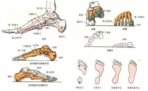 康复课堂 足内肌解剖与生物力学知识分享