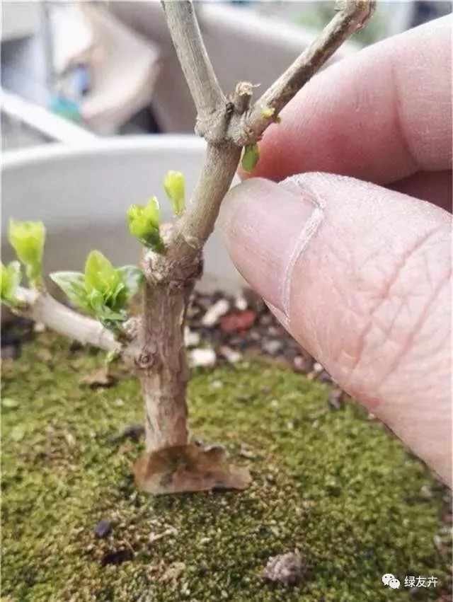 冬季如何修剪茉莉花轻剪才行来年花多花大花香
