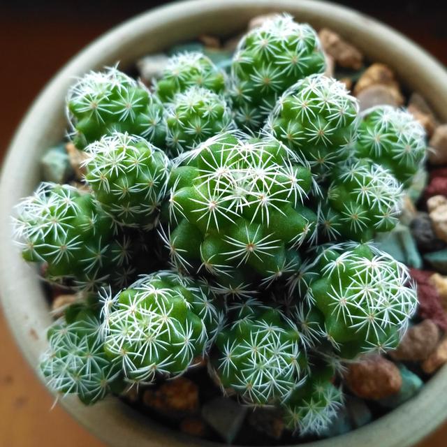 盆栽多肉花卉银手球栽培与养护技术 进行