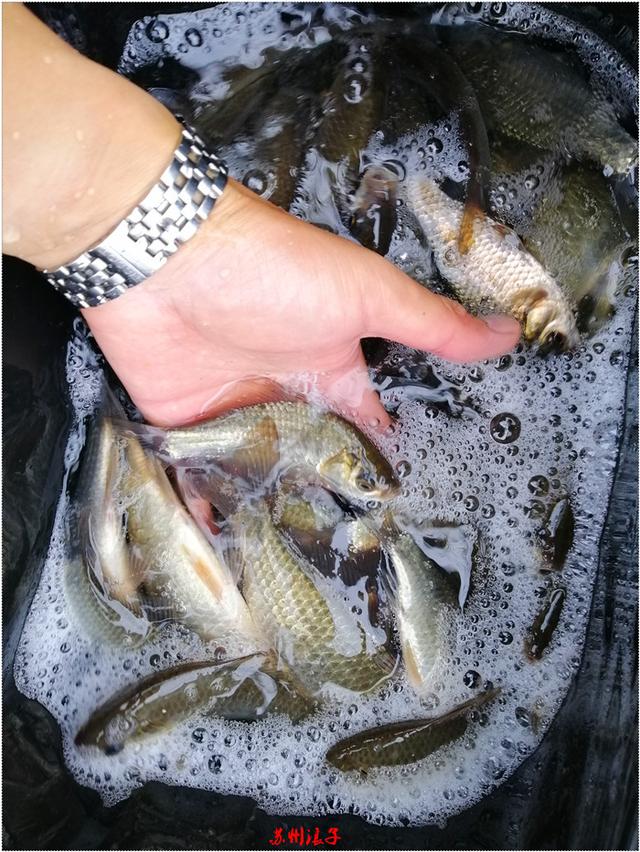 2019收官之战上午求鱼下午求大