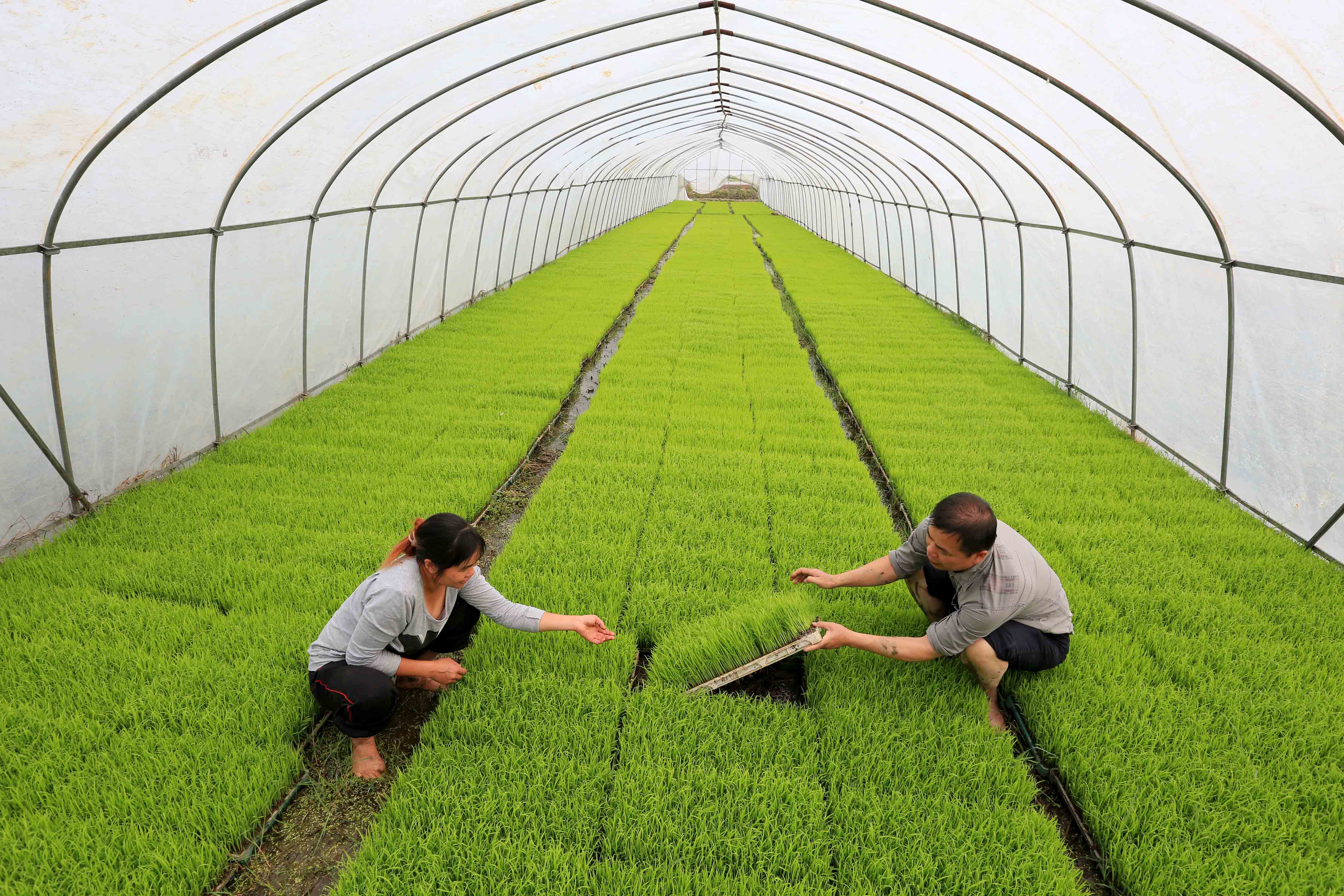 2020年到来还会继续选择农业吗致农友报团取暖脚踏实地干