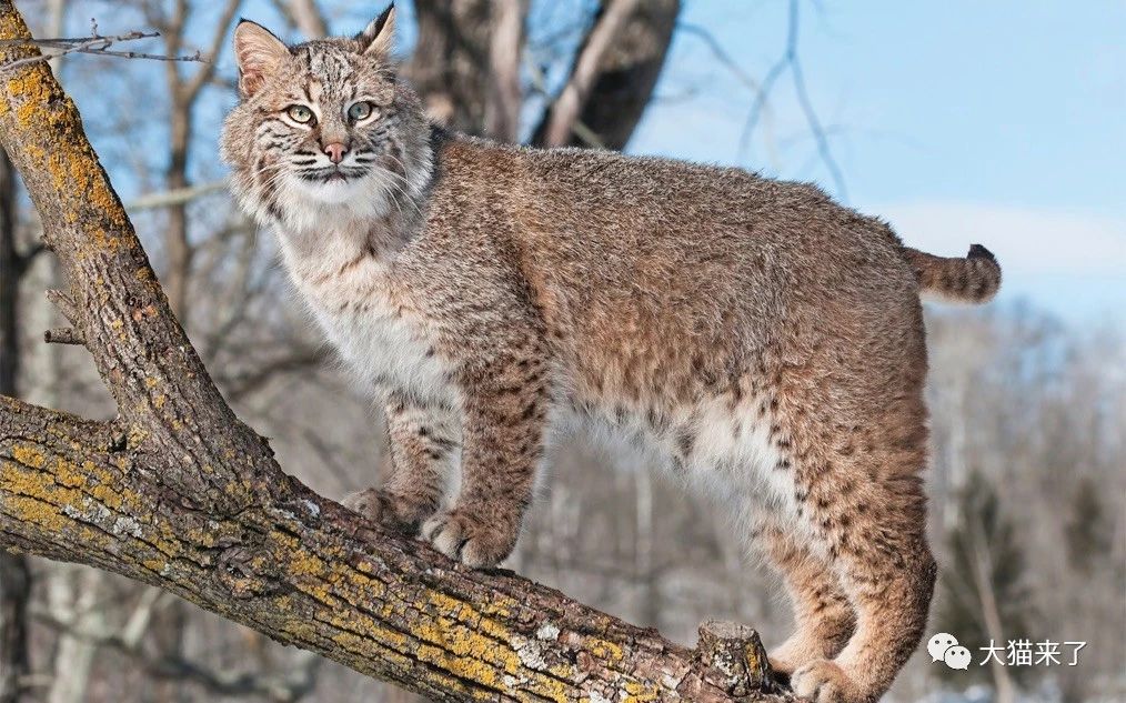 原创痛心!短尾猫在玩耍时被人用飞镖射中眼睛,动物救援中心全力救治