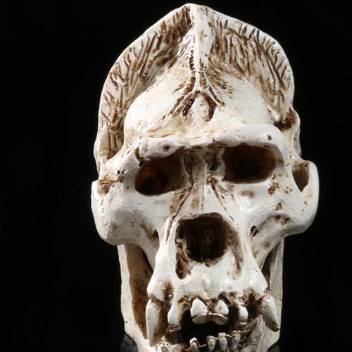 原创陕西秦朝古墓挖出神秘头骨国内专家百思不解美国专家一眼认出