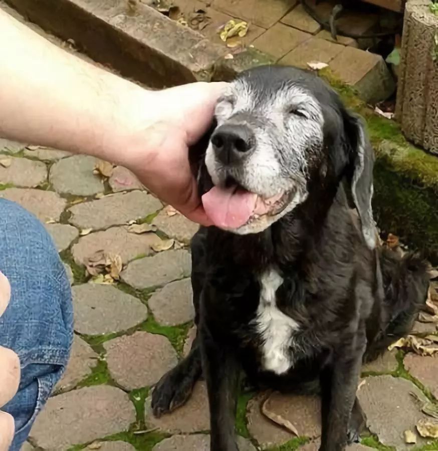 狗狗不会说话却比谁都懂爱看了泪目