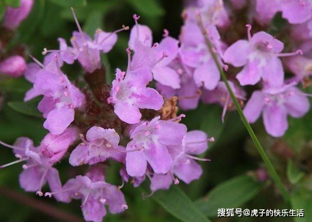 喜欢菊花,不如试试牡丹名品岛大臣,花团锦簇,花枝招展!