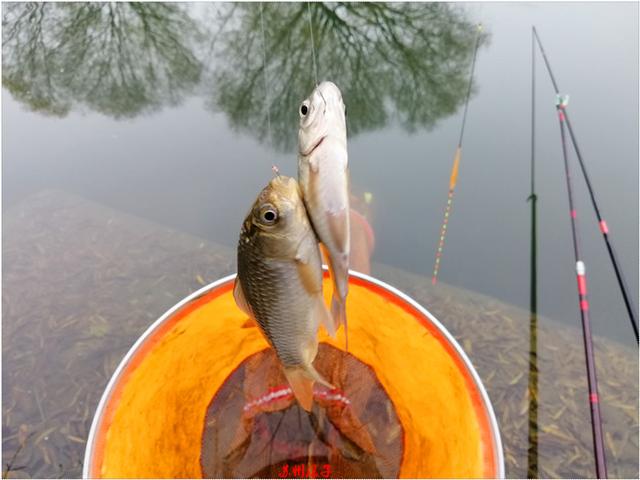 2019收官之战上午求鱼下午求大