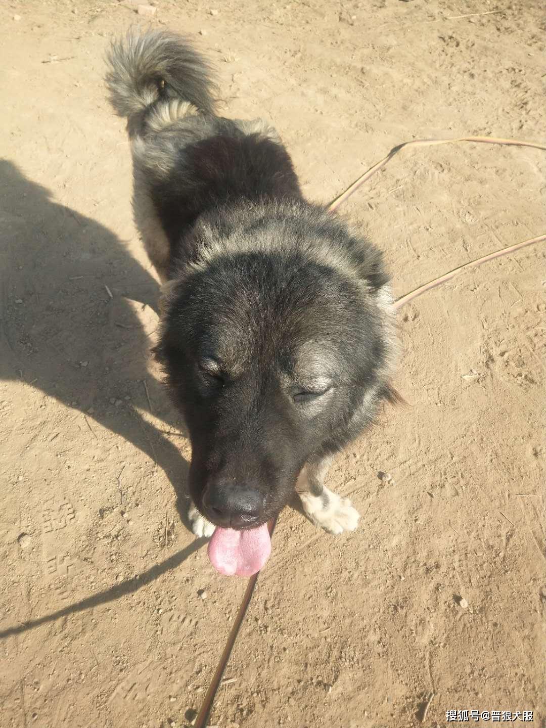 一代天骄高加索真正的大型猛犬巡逻护卫中的高高手