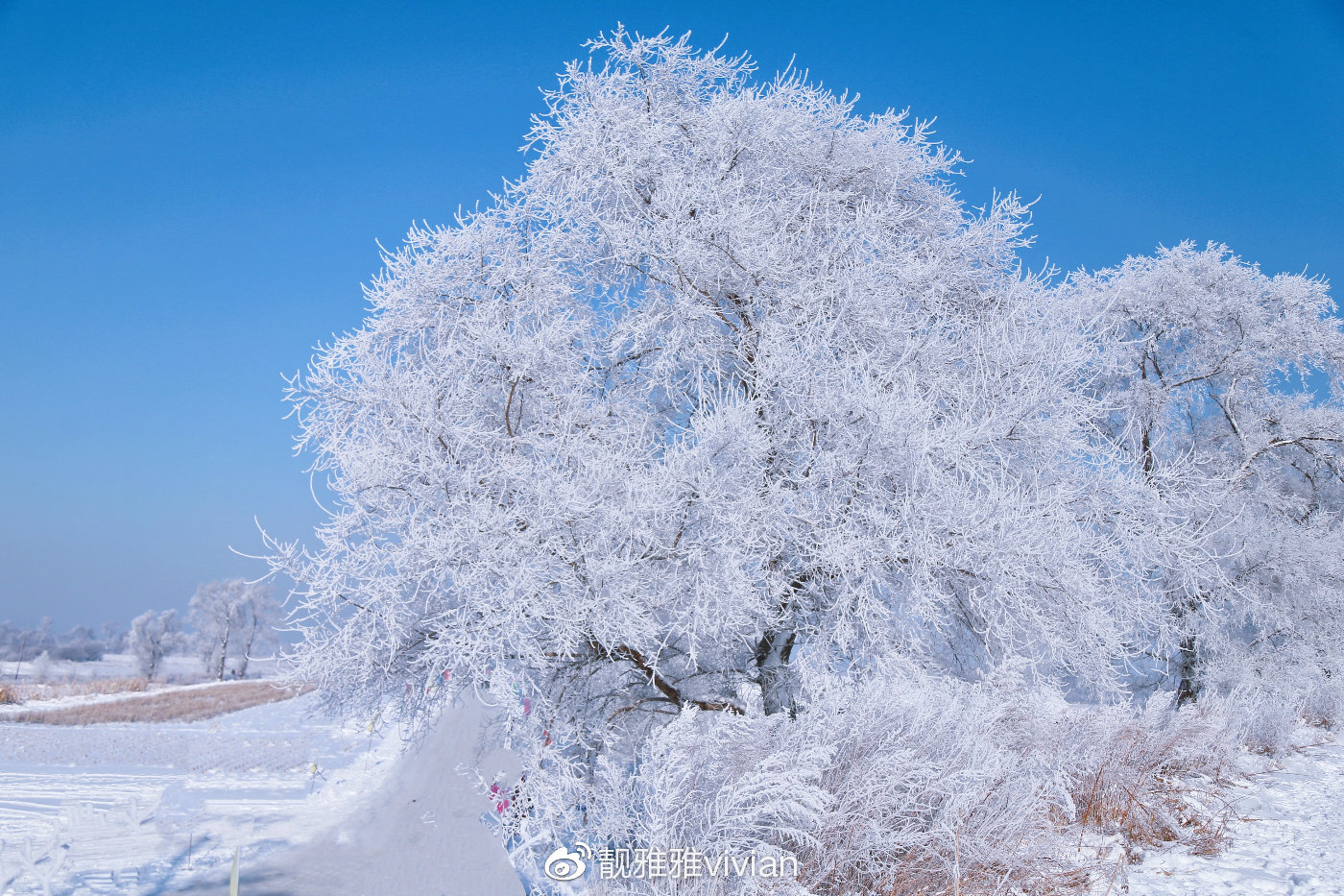 冬季來吉林,看最美的霧凇,最純淨的冰雪世界