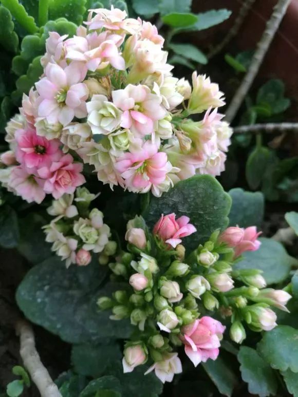 惊艳长寿花风花雪月开花了清新而淡雅