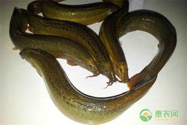 中华沙鳅多少钱一斤最爱吃什么